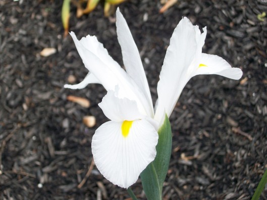 Surprise White Iris