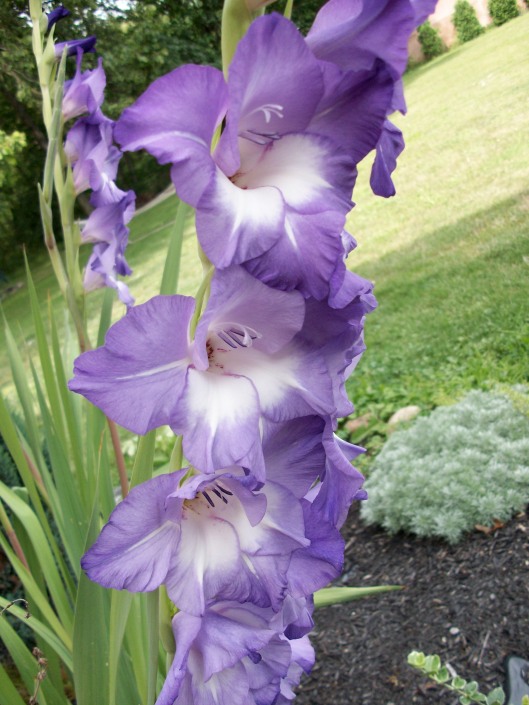 Purple Gladiolas