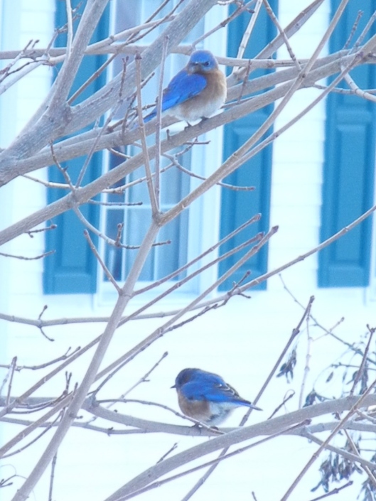 Bluebirds Return